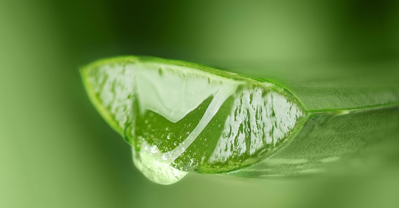 Close-up of a cut aloe vera leaf with gel oozing out