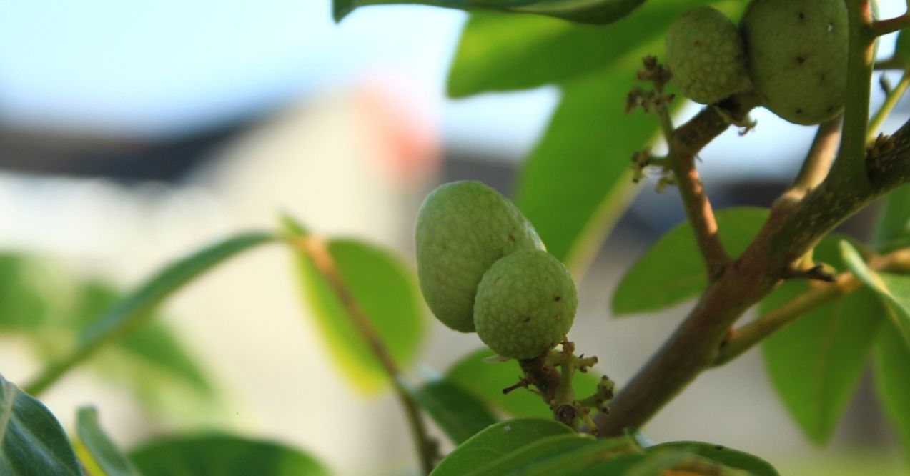 Close-up of Kakadu plums growing on a tree branch, with green leaves in the background