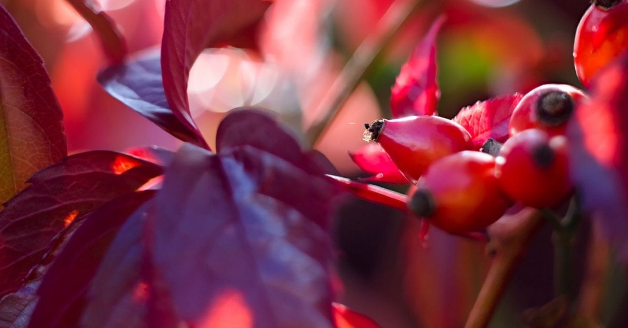 Close-up of red rosehip berries with vibrant leaves in the background