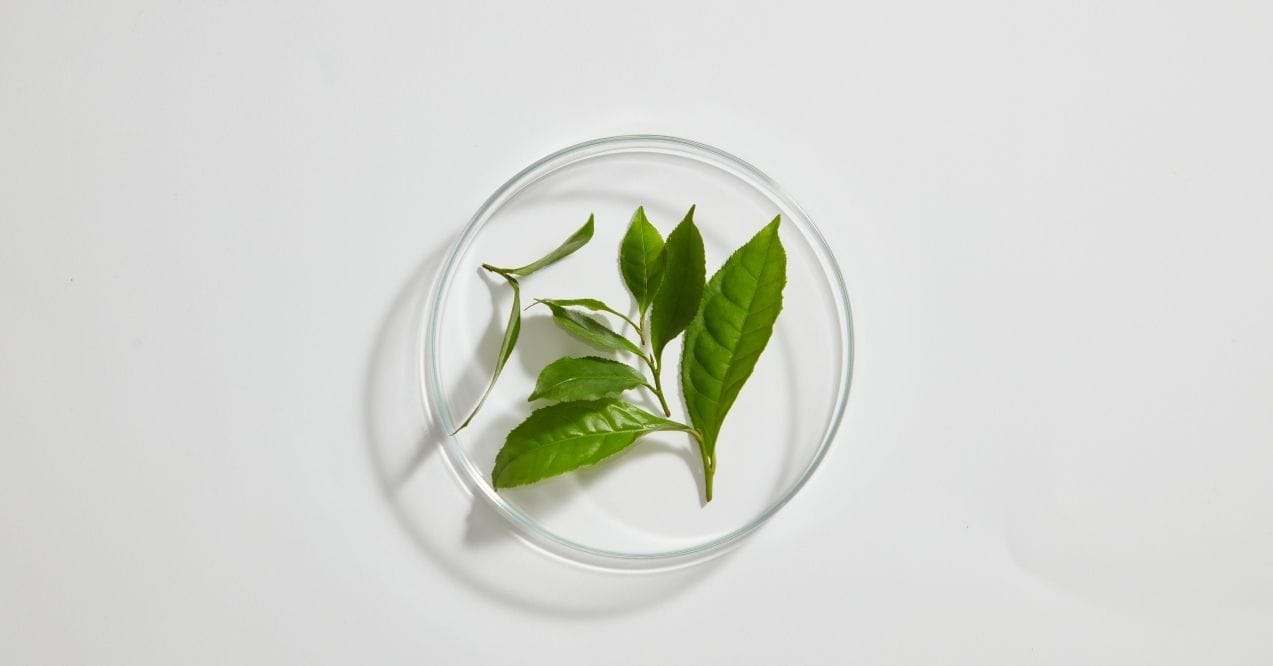 Fresh green tea leaves in a glass petri dish