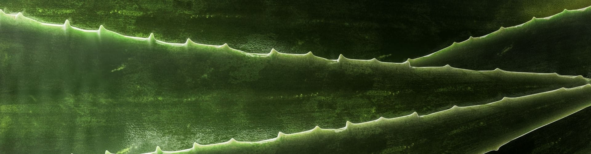Close-up of aloe vera leaves with serrated edges