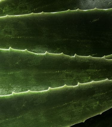 Close-up of aloe vera leaves with serrated edges