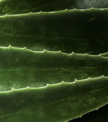 aloe vera gel haarpflege Aloe Vera Gel main image 0