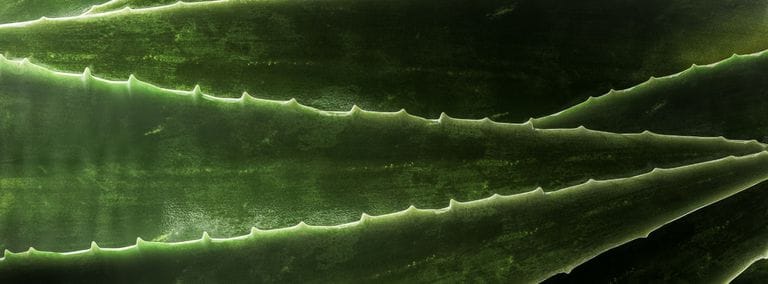 Close-up of aloe vera leaves with serrated edges