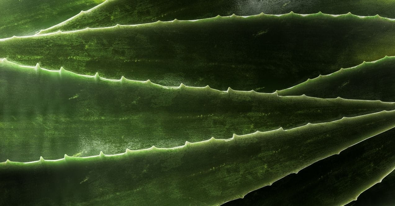 Close-up of aloe vera leaves with serrated edges