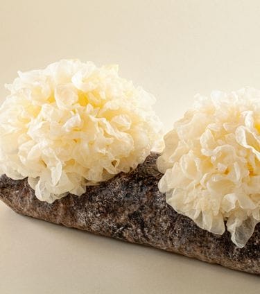 Snow mushroom placed on a log