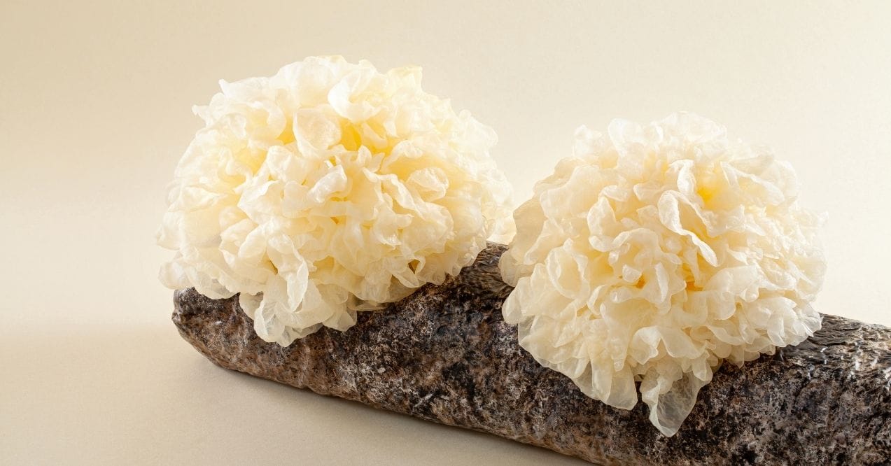 Snow mushroom placed on a log