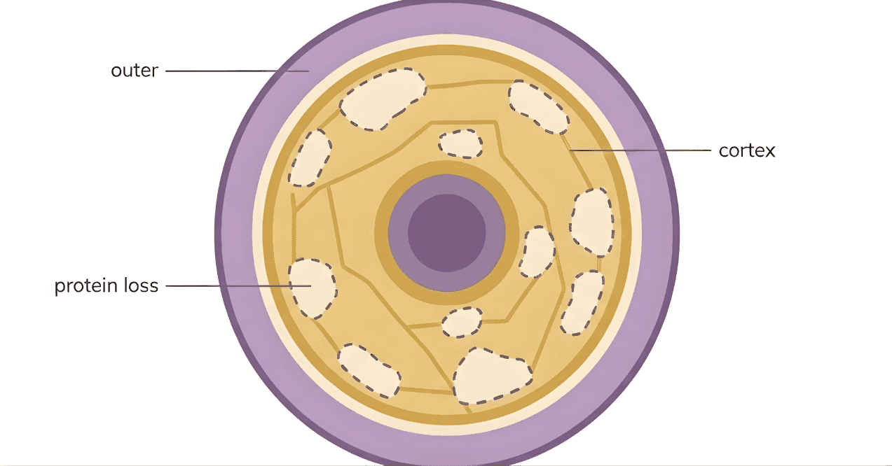 Hair strand cross-section diagram showing cortex and protein loss