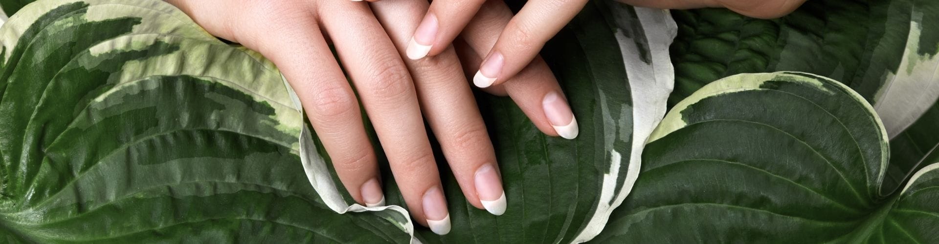 Hands with French manicure